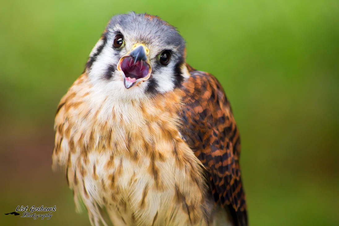 Killikilli Hawk Killi by CasualGoshawk on DeviantArt