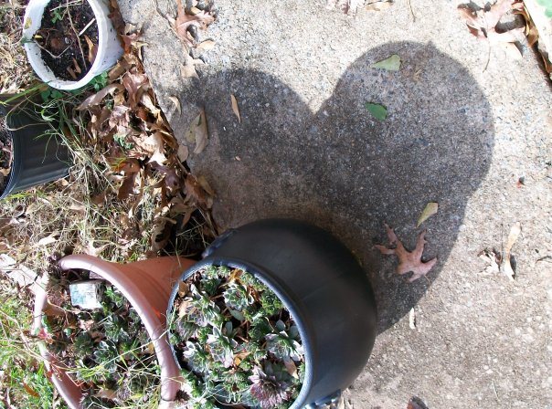 Heart Shadow