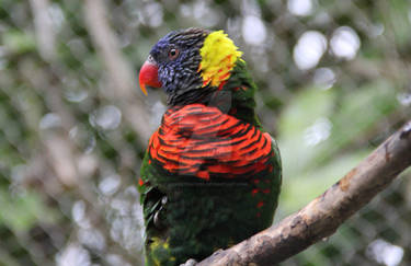 Lorikeet