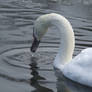 SWAN RIPPLES