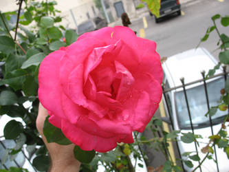 ROSE AFTER RAIN