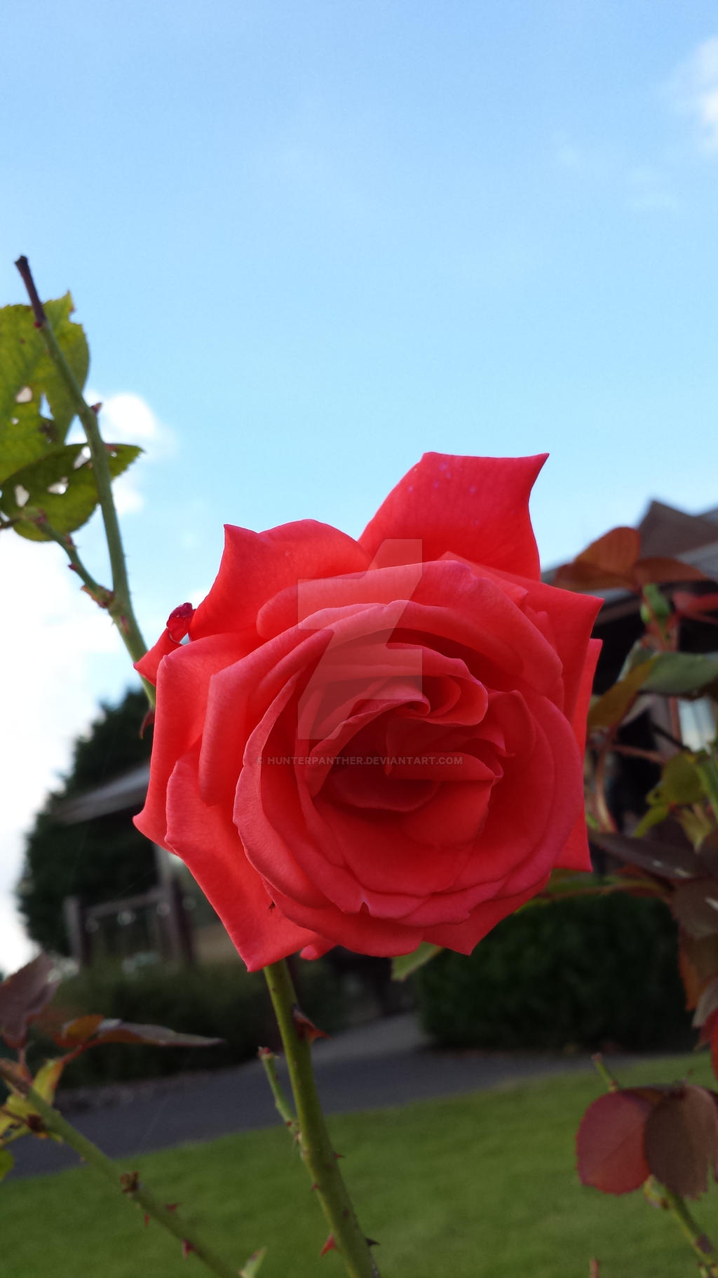 Red Rising Rose... by hunterpanther on DeviantArt