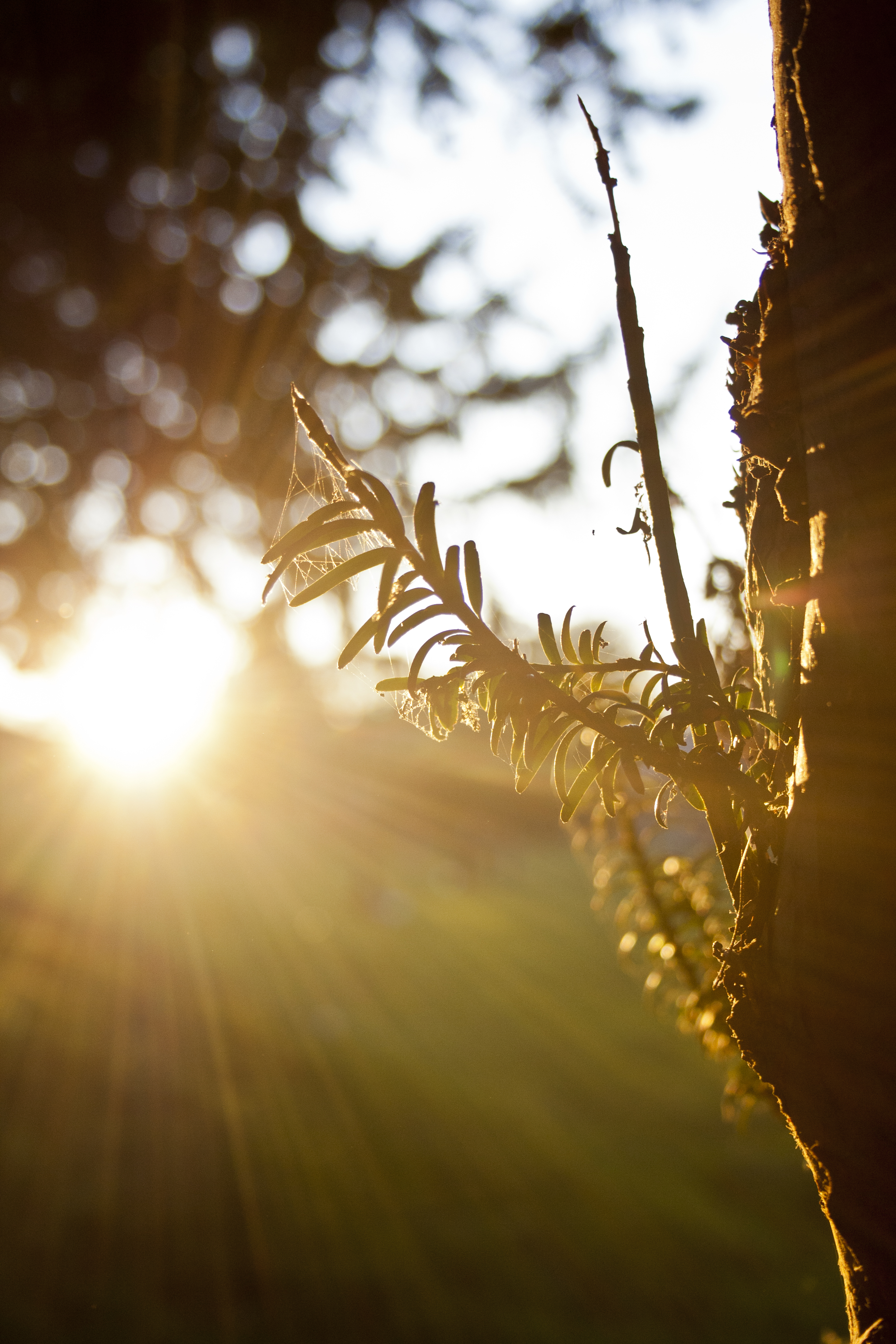 Late Afternoon Rays