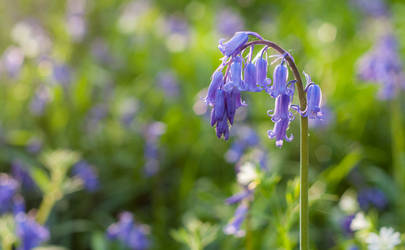 Bluebells