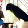 Coco The Bird