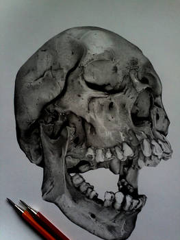 Skull