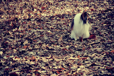 Chloe in the Woods