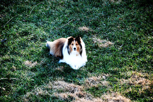 Backyard Chloe