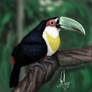 Ramphastos