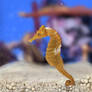 Seahorse