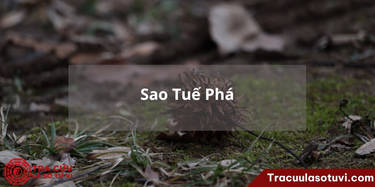 Ý Nghĩa 12 Cung Trong Lá Số Tử Vi: Khám Phá Bí Mật Vận Mệnh Qua Từng Cung
