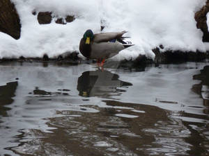 Picture,duck,snow, High Park, Dec.31, 2012