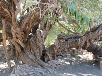 Baja Olive Tree