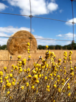 Rolled bales