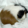 My Guinea Pig