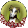 Polish greyhound (contest)