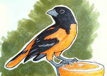 A bird with an orange