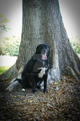 Dog under tree