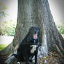 Dog under tree