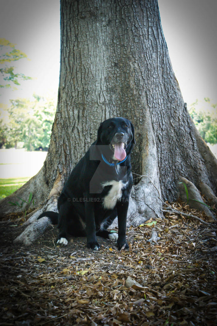 Dog under tree by Dleslie92 on DeviantArt