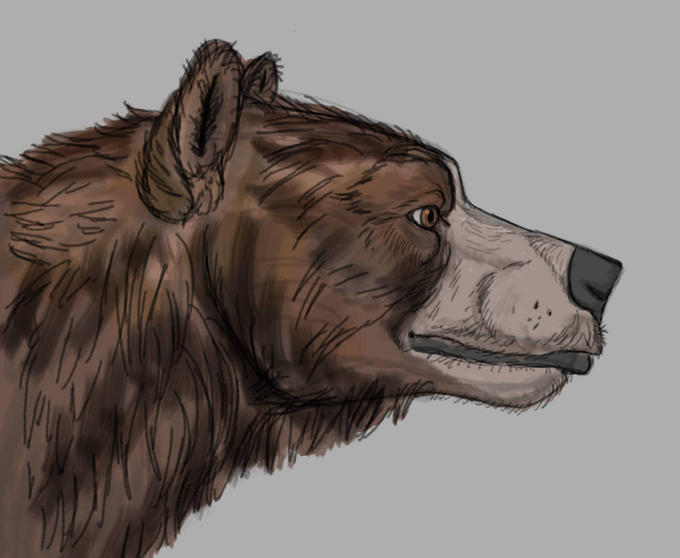 Bear practice by Lunarwolven on DeviantArt