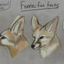 Fennec Fox faces