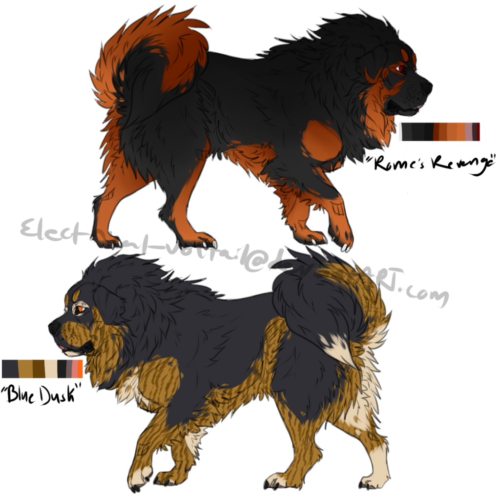 How to draw a Tibetan mastiff dogs drawing guides