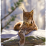 Lynx