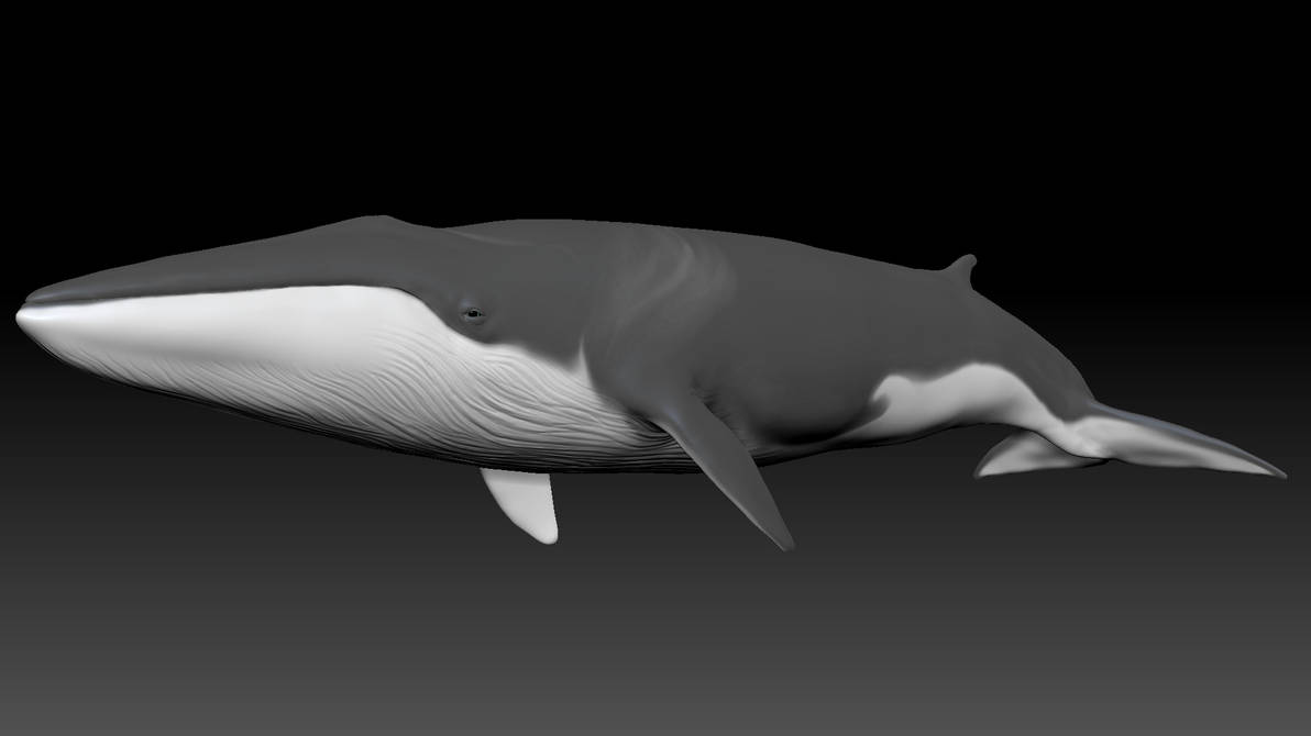 Fin whale (Balaenoptera physalus) 3D mo... by Frost3Dart on DeviantArt