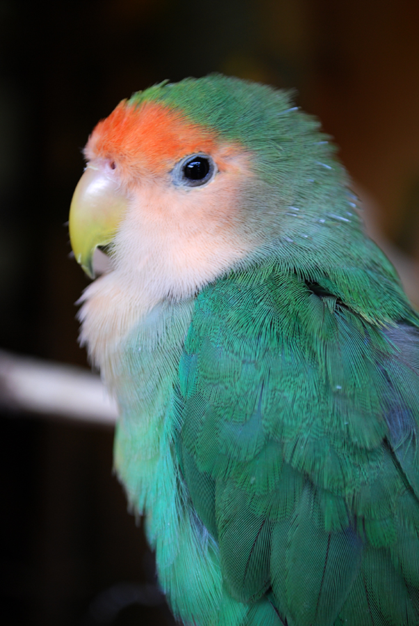 Peach-Faced Lovebird