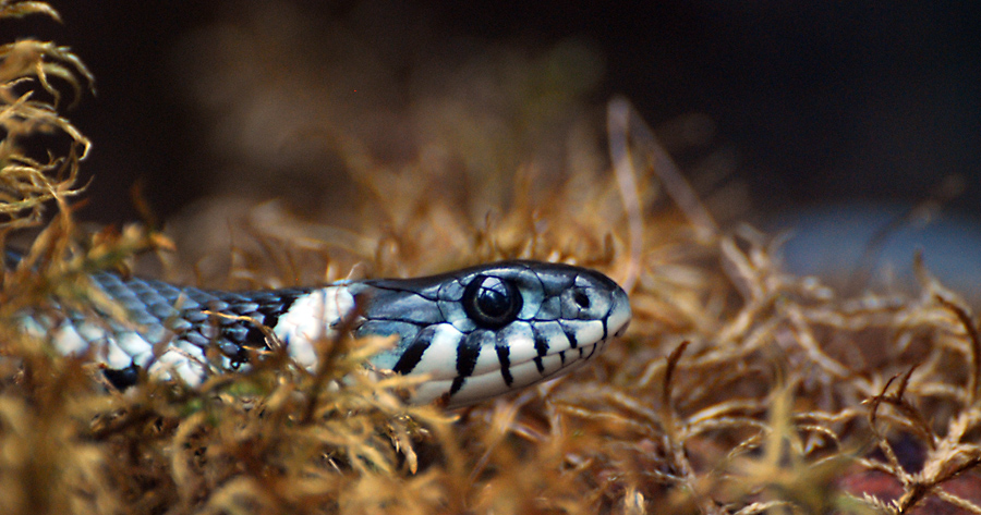 Grass snake