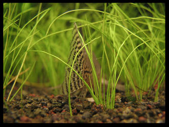 Corydoras julii