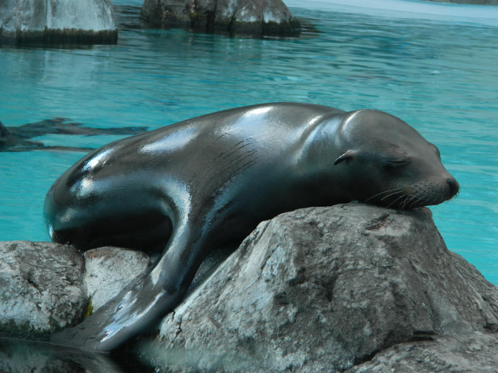 Sleepy Sleek Sea Mammal