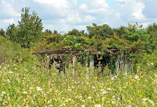 shack in flowers