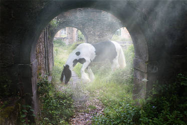 Gypsy Vanner in Castle Ruins