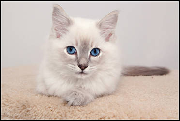 Ragdoll