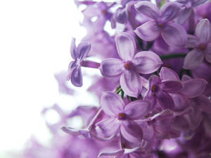 Lilac wallpaper