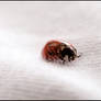 lady bug