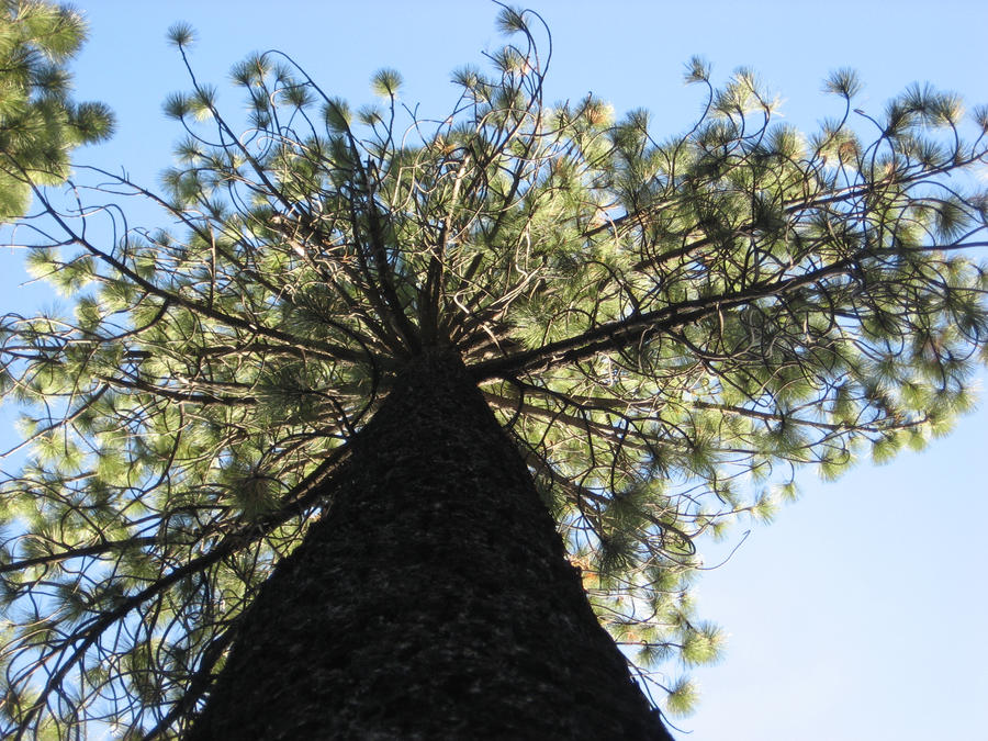 HUGE tree