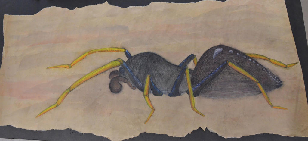 Spider Insect Deviantart Spider by NewMantid on DeviantArt