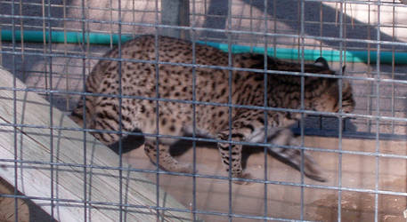 Feline Conservation Center - Geoffrey's Cat