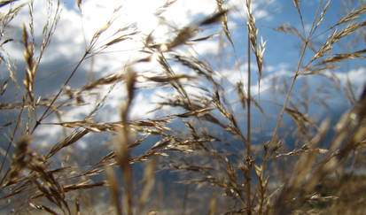 fields of gold