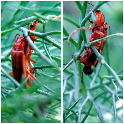 courtship display