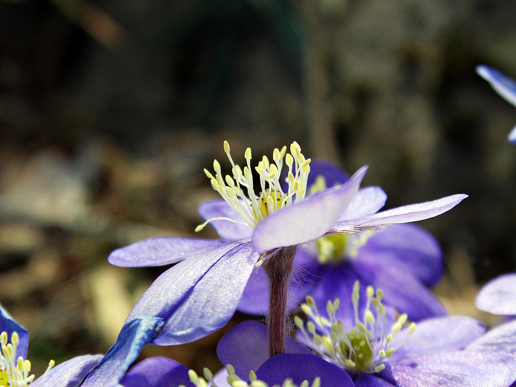 blue beauty