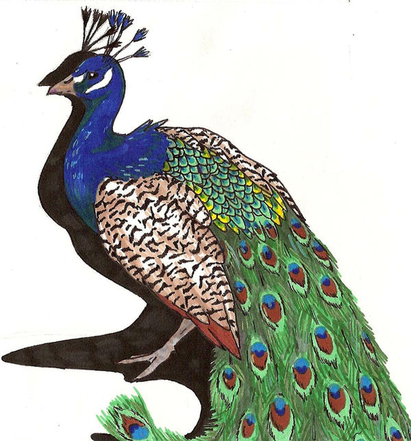 Card_Peacock