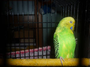 My parrot :)