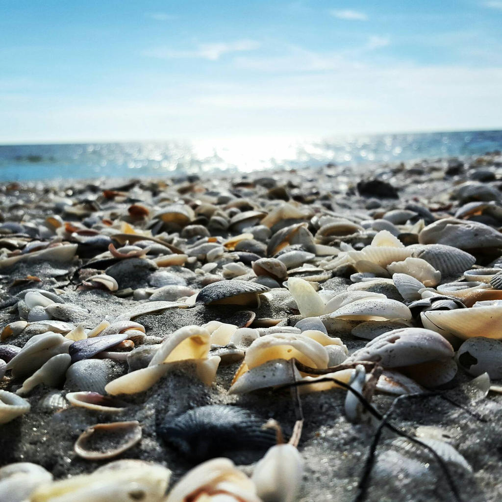Boca Raton Shells Boca Grande Shells by Ghankis on DeviantArt