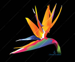 Strelitzia Flower