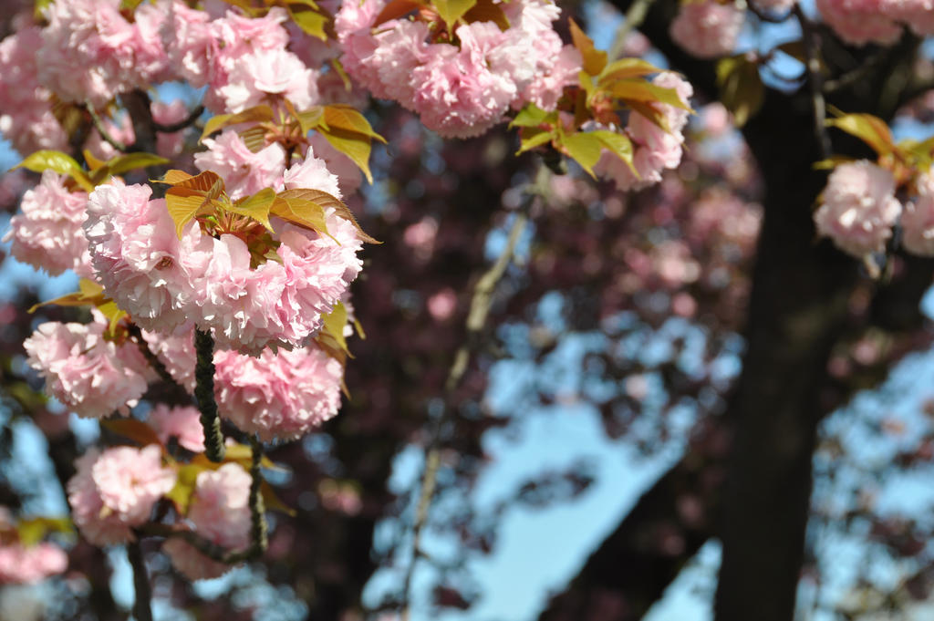 Sakura