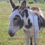 even more spotted donkey